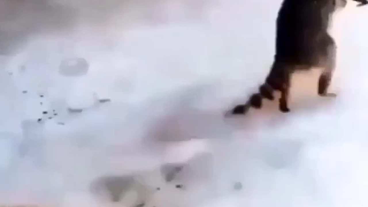 A dogs and animal are in funny mood 😂😂😂