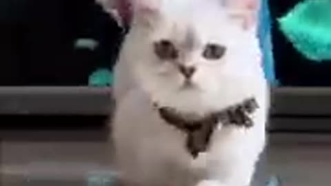 Fresh Funny Animals Videos Funniest Cats and Dogs cat dog animals video