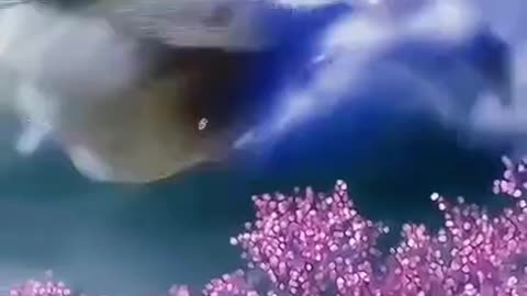 Nine Tailed Fox has purple tail Never seen before #shorts #viral #shortsvideo #video