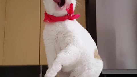Nice cat
