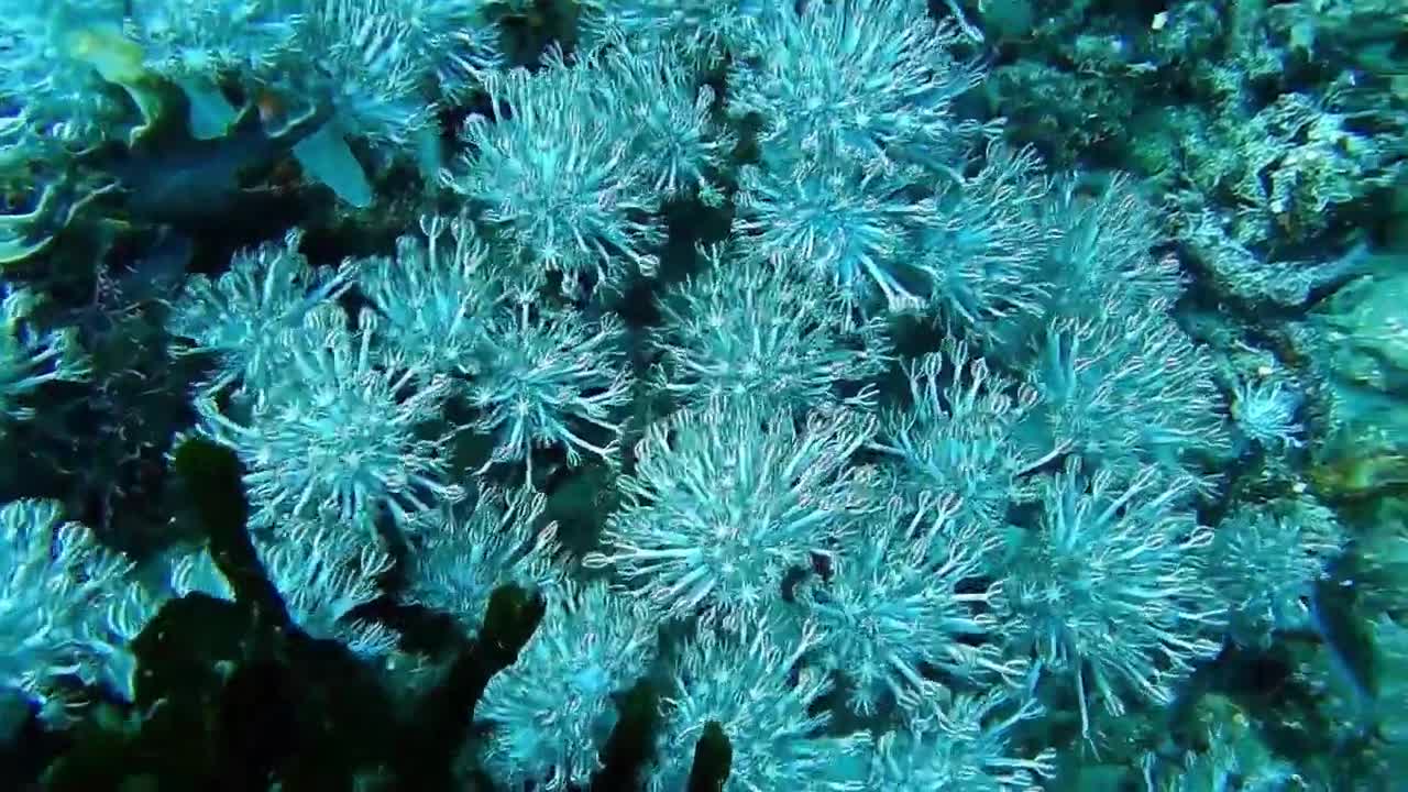 Colorful Sea Life, Nature Relaxation, Underwater Marine life, Ocean