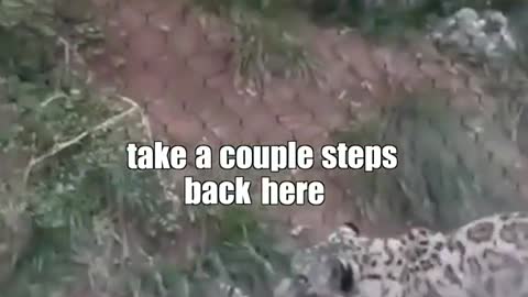 This leopard has some moves. I think it’s a leopard_ 😅