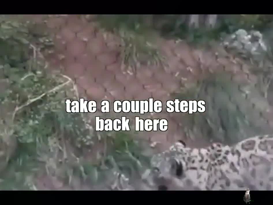 This leopard has some moves. I think itโs a leopard_ ๐