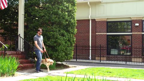 Guide Dog at Work Video