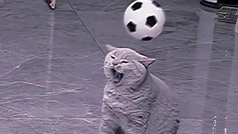 Funny cat video