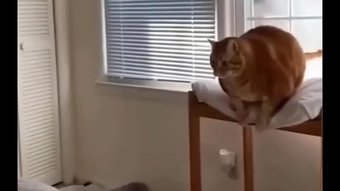 Funny 🤣 Animals Viral videos