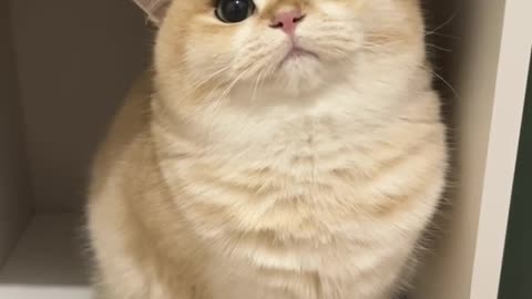 Gatto super carino