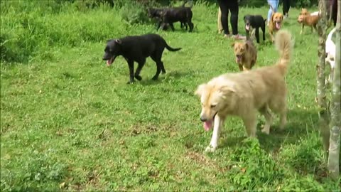 Territario de zaguetes land of the starays dog rescue ranch sanctaury in costa rica