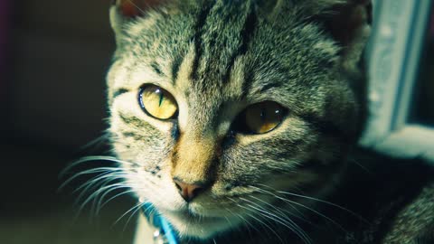 Beautiful Cats In The World In 8K | Kittens Playing And Meowing