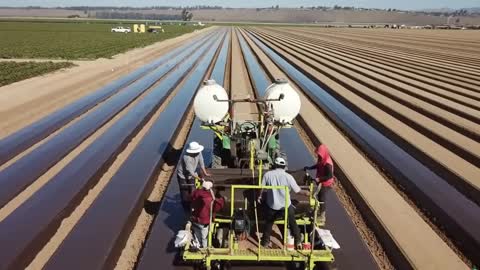 How To Produce Billions Of Strawberries In California - Strawberry Harvesting-9