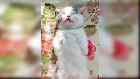 Cutest baby animals Videos Compilation Cute moment of the Animals - Cutest Animals #4