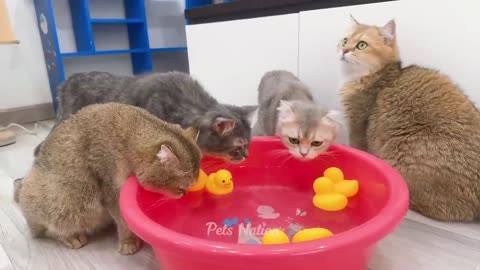 Amazing funny cats 😂😂