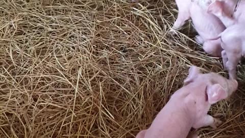 baby pig try to walking slow