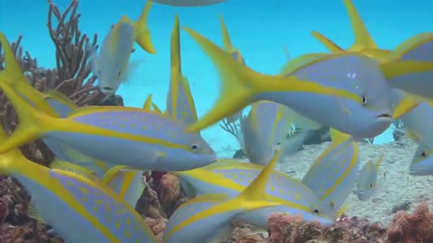Under sea