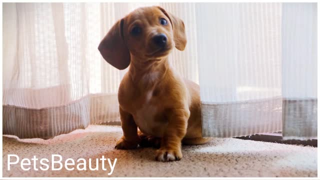 Baby dog is wandering and astonishing with music
