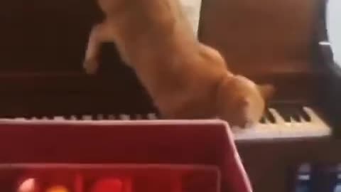 viral funny video