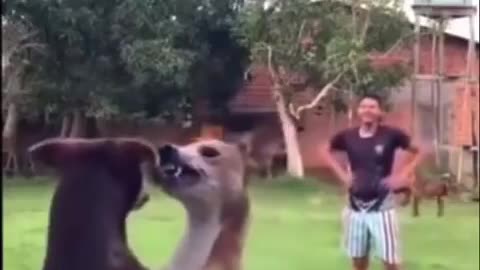 Out of the way human.