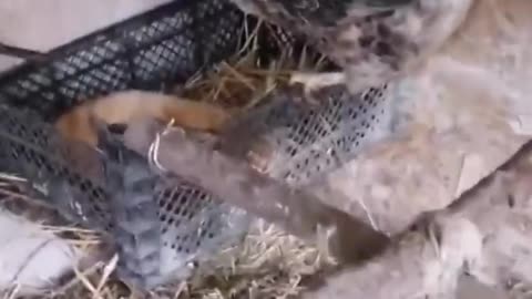 Funny animals - Funny cats / dogs - Funny animal videos