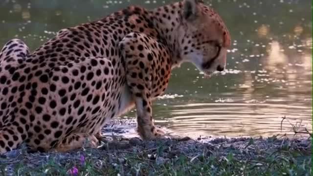 You want the cheetah it comes to the animal world wild animals cheetah animals