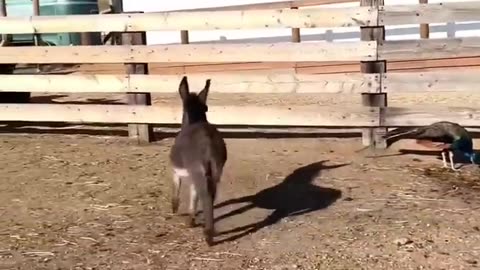 FUNNY ANIMALS