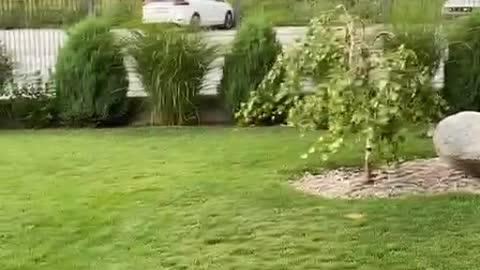 Crazy Juna Dog Gets Garden Zoomies
