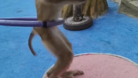 Monkey taylent video #monkey#funny#short#shortvideo #shortvideo #tirending #virulshorts #funny
