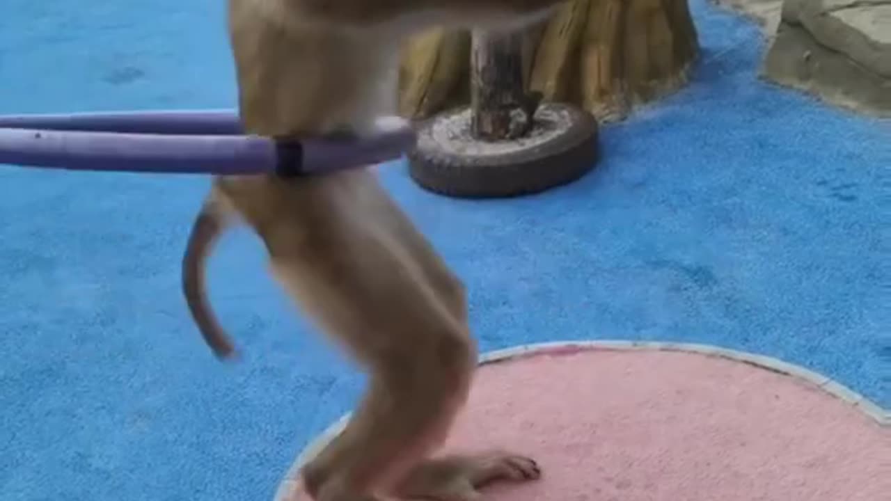 Monkey taylent video #monkey#funny#short#shortvideo #shortvideo #tirending #virulshorts #funny