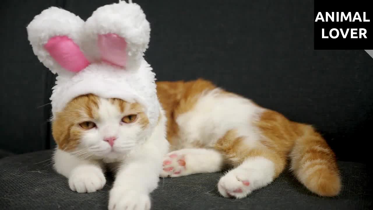 Funniest Cats Part 23 - Don't Try To Stop Laughing 🤣 - Funniest Cats Ever 🤣