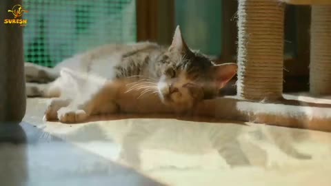 Cats | Cat Videos | Funny Cat Videos | Cute Cats | Cat and Dogs | Cats Meowing | Jungle Janwar yt