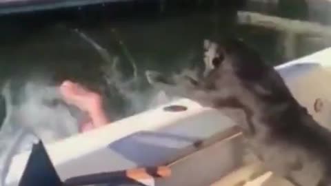 Funny Animals Video Part #25