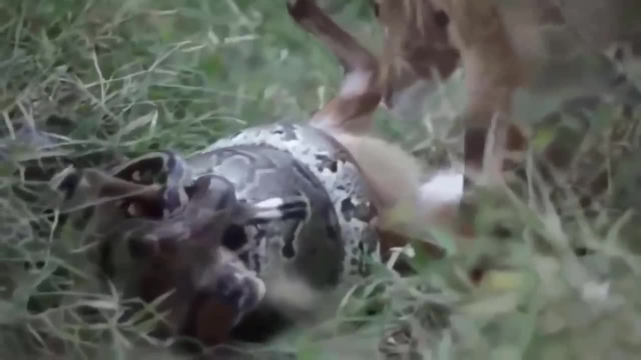 The Deer Who Wants to Save His Companion