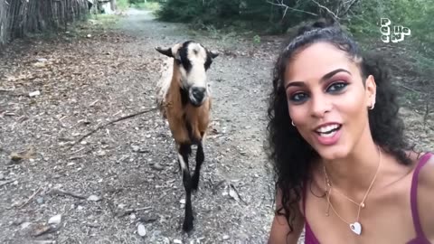 Top Funny animals