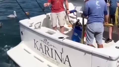 Funny video