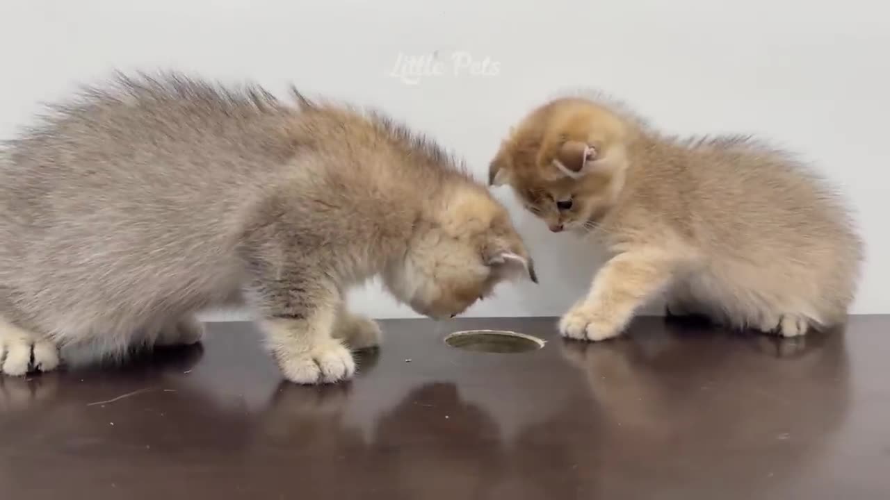 Funniest Best Cats and Dogs Videos 🐶😸 Funniest Animals 2023 😆 Cats and Dogs Videos