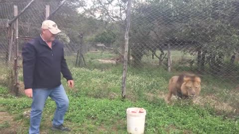 Feeding an angry, injured lion in Africa ...Songwriter, Gary J Hannan