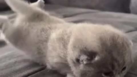 Cute cat 🐈 trending video
