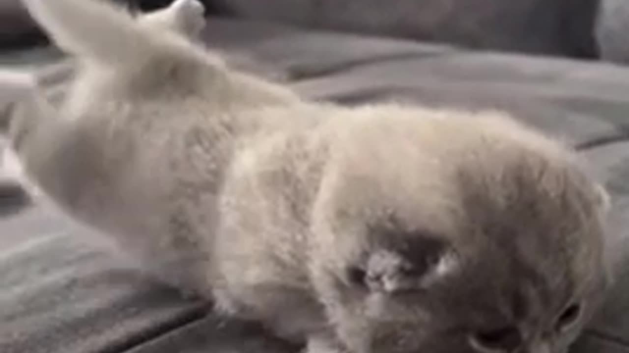 Cute cat 🐈 trending video