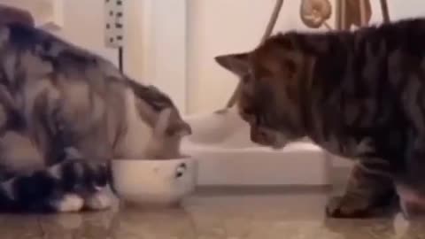 Funny cat eating moment 🤣
