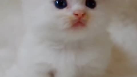 Cute baby animals Videos Cutest Animals