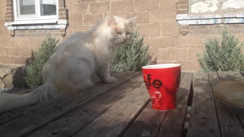 Cats: Mid Food Extortion