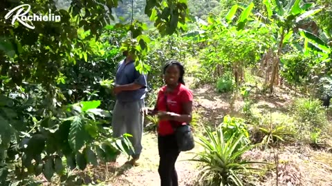 ***THIS IS HOW AND WHERE AUTHENTIC JAMAICAN BLUE MOUNTAIN COFFEE IS MADE***