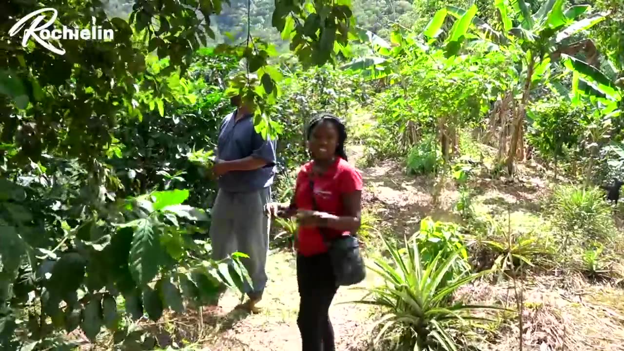 ***THIS IS HOW AND WHERE AUTHENTIC JAMAICAN BLUE MOUNTAIN COFFEE IS MADE***