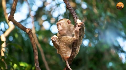 Top 10 strangest animals in the world