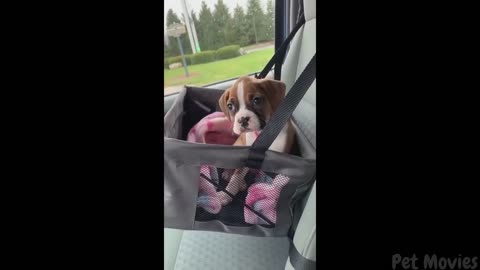 Funniest Dogs & Cats Moments😂 Hilarious Pet Videos 2024