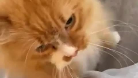 A cat with no limbs