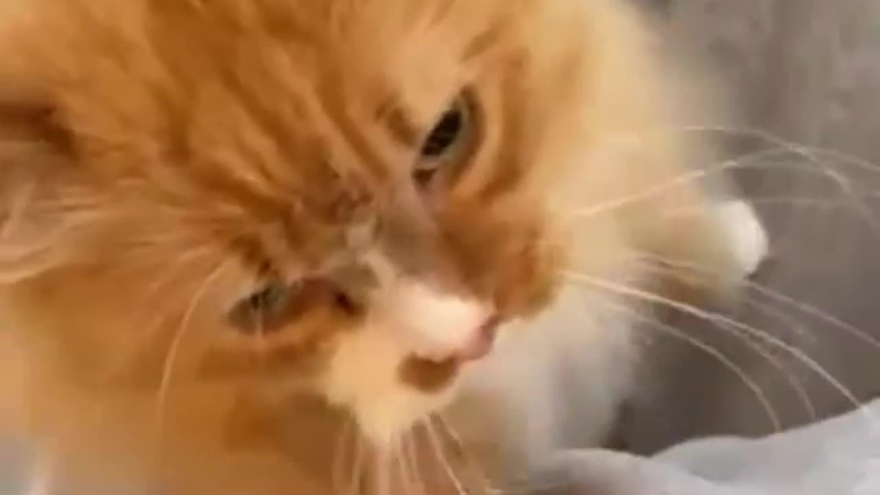 A cat with no limbs
