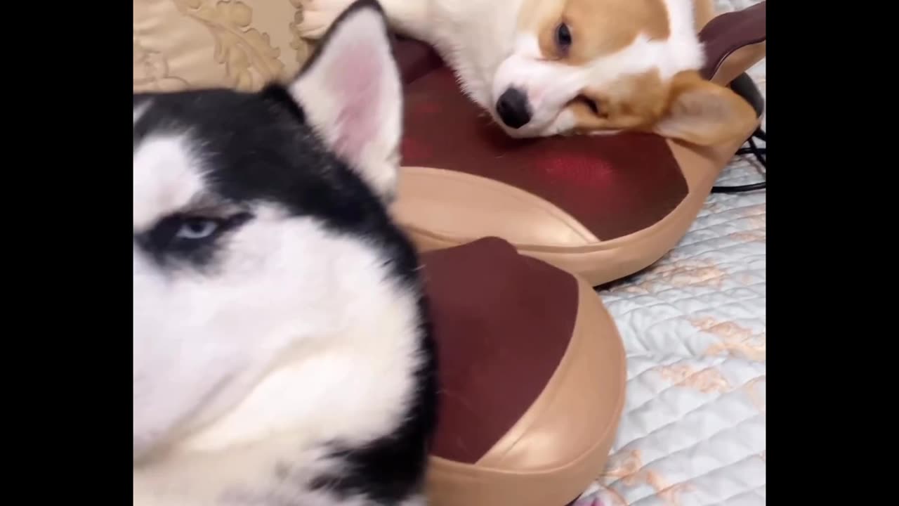 Huskies taking massage 💆😂, relaxing huskies