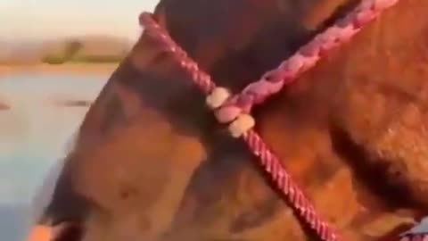 Little horse protector