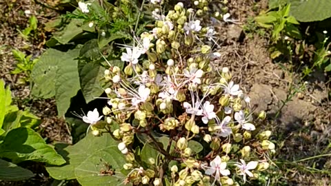 Village flower