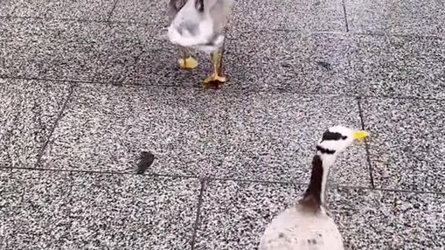 Big bar-headed geese patrol the streets with little bar-headed geese